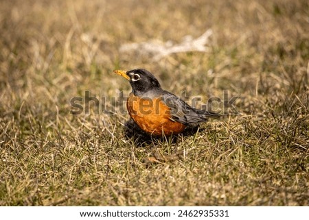 Similar – Foto Bild Rotkehlchen auf Futtersuche