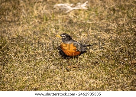 Similar – Foto Bild Rotkehlchen auf Futtersuche