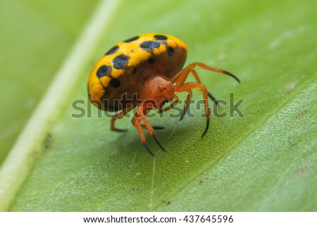 Similar – Image, Stock Photo Ladybug on green leaf