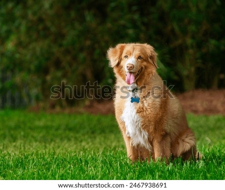 Image, Stock Photo smiling grass Grass Green