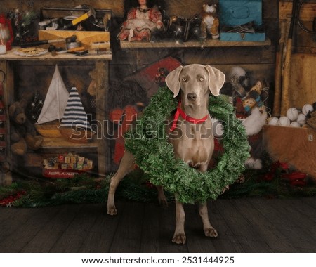 Similar – Image, Stock Photo Portrait of a weimaraner dog on the grass. Sepia tone photography.