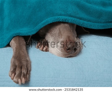 Similar – Image, Stock Photo Portrait of a weimaraner dog on the grass. Sepia tone photography.