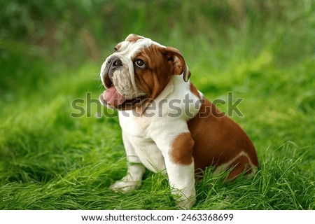 Similar – Foto Bild Englische Bulldogge Welpe auf der Straße