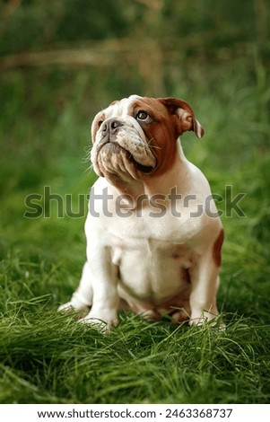 Similar – Foto Bild Englische Bulldogge Welpe auf der Straße