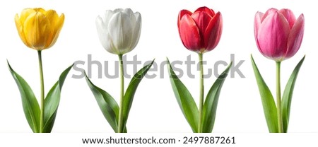 Image, Stock Photo tulips Tulip blossom