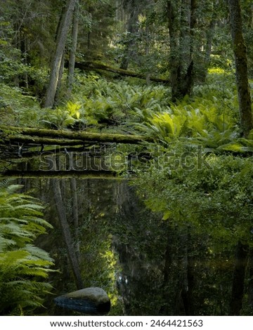 Image, Stock Photo forest path Nordic Ireland