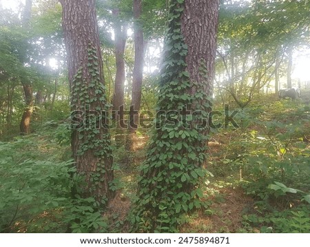 Similar – Image, Stock Photo Ivy growing up on a building