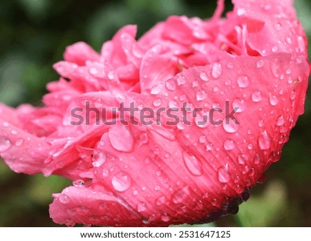 Similar – Image, Stock Photo Pink poppy flower after rain in the garden. Flower head with water drops in full bloom, close-up.