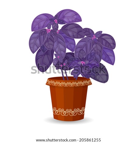 purple basil herb in a flower pot