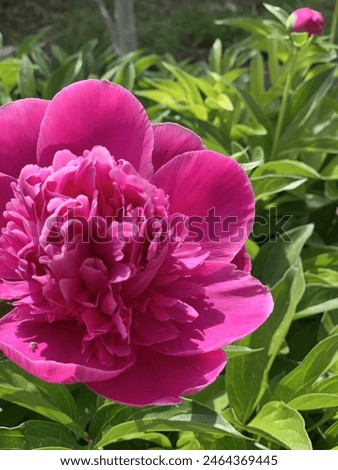 Similar – Image, Stock Photo Amazingly beautiful pink Peony on light pink background. Card Concept, copy space for text