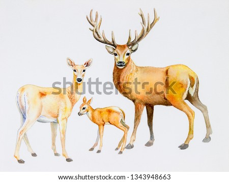 Beautiful nature with deers family and forest preservation, Natural in winter season, Realistic watercolor original painting mammal animal in natural, Illustration wildlife abstract white background.