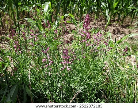 Image, Stock Photo Inflorescences of the common yarrow, Achillea millefolium with yellow ray florets