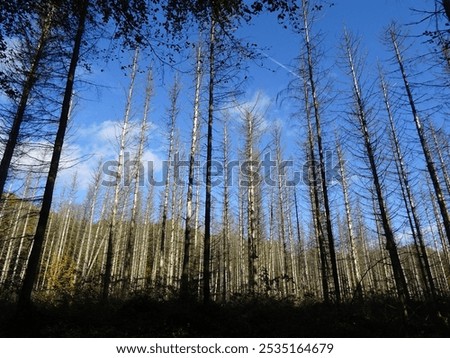 Similar – Image, Stock Photo forest dieback Environment