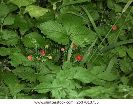 Similar – Foto Bild Fragaria vesca. Reife Walderdbeere mit verschwommenem Hintergrund.