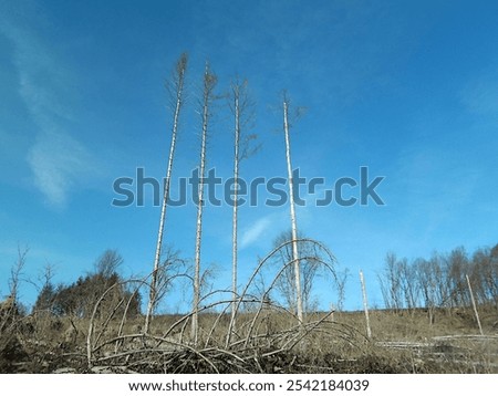 Similar – Image, Stock Photo forest dieback Environment