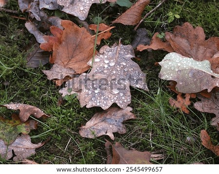 Similar – Image, Stock Photo some drops in a leaf after the  rain