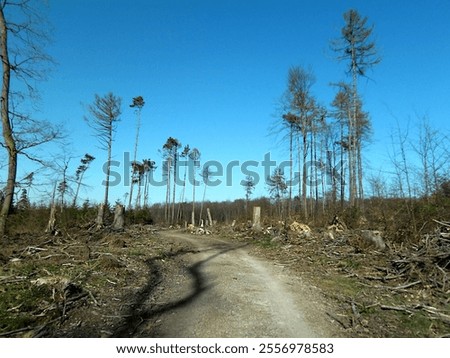 Similar – Image, Stock Photo forest dieback Environment