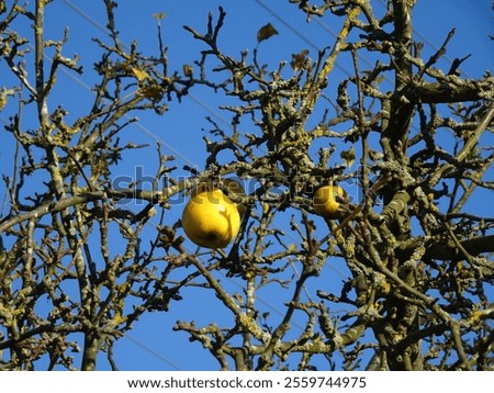 Image, Stock Photo the last apple on the lawn