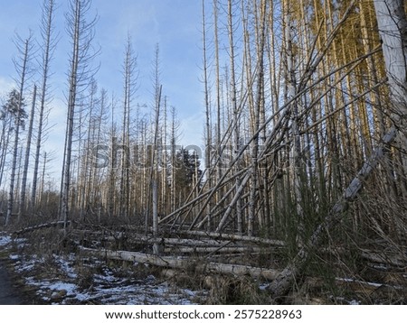 Similar – Image, Stock Photo forest dieback Environment