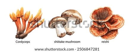 Medicinal Mushroom Painted Set. Watercolor Illustration of Hand-Drawn Natural Medicinal Fungi, Lion’s Mane, Chaga, Reishi, Cordyceps, Turkey Tail, Shiitake. White Background.