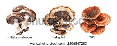 Medicinal Mushroom Painted Set. Watercolor Illustration of Hand-Drawn Natural Medicinal Fungi, Lion’s Mane, Chaga, Reishi, Cordyceps, Turkey Tail, Shiitake. White Background.