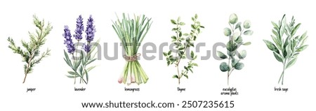 Watercolor Collection of Aromatic Garden Herbs. Hand-drawn Fresh Sage, Thyme, Lavender, Juniper, Lemongrass, and Eucalyptus. Perfect for Essential Oils, Wellness, and Culinary Uses.