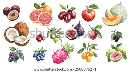 Watercolor fruits, backberry,blueberry, Cantaloupe, Coconut, Date, Dragon fruit, Fig, Grapefruit, Guava, Jujube, Kumquat, Lychee, Mulberry, Nectarine, Olive. White background