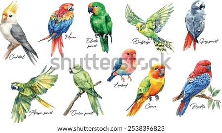 Set of popular parrot species. Watercolor illustrations of vibrant parrots, macaw, Amazon parrot, budgerigar, cockatiel, conure, eclectus, grey parrot, lovebird, Quaker parrot, and rosella. 