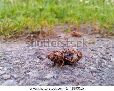 Closeup of a dead cockroach laying on asphalt in front of green grass