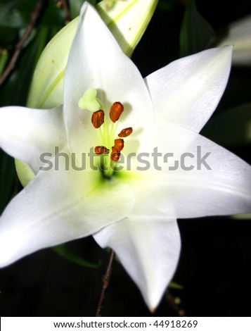 White lily flower with seed stems in the center, with large depth of field in to the center, wide white leaves, totally open