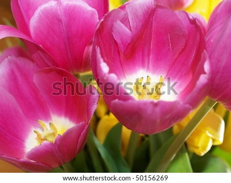Pink tulips with white tips on the tip of the pink petals