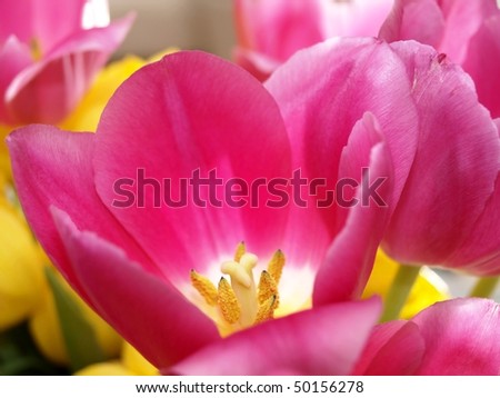 Pink tulips with white tips on the tip of the pink petals