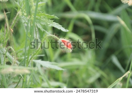 Image, Stock Photo Poppy bud shortly before its development