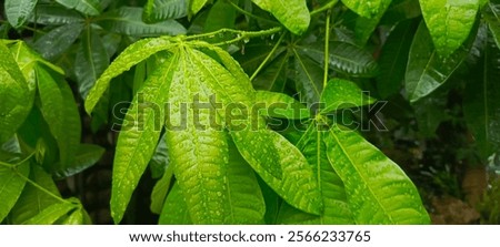 Similar – Image, Stock Photo Tree leaves wet after being exposed to rain in the morning