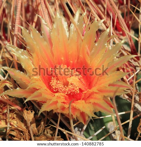 Flower of the fishhook barrel cactus (Ferocactus wislizenii).