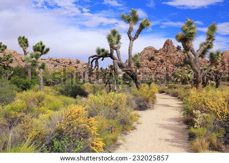 The Wall Street Mill Trail leads through the Wonderland of Rocks area of Joshua Tree National Park in California.