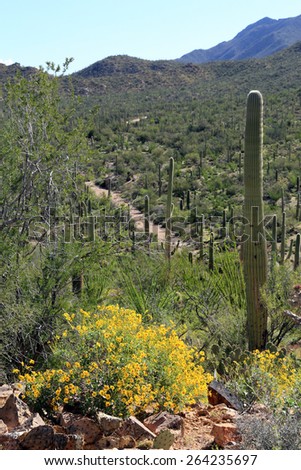 Beautiful yellow desert flowers bloom in the Sonoran Desert landscape, with hiking trail in background.