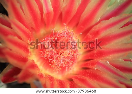 alternate barrel cactus flower closeup