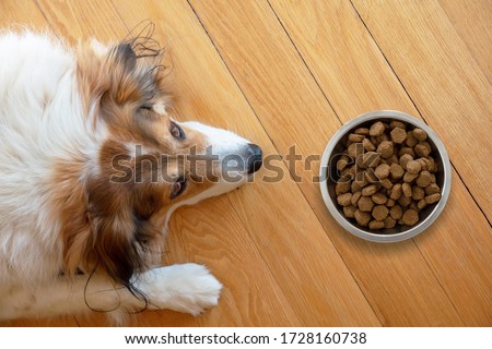 Similar – Image, Stock Photo Adult tired dog lying on sofa at home