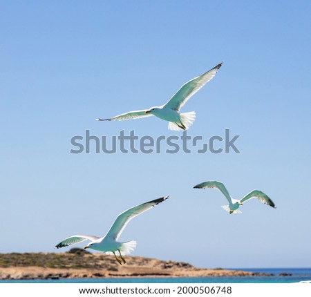 Foto Bild Fliegende Silbermöwe Möwe