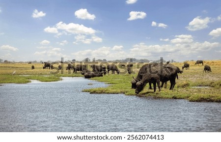 Similar – Foto Bild Buffalo Umwelt Natur