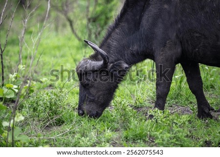 Similar – Foto Bild Buffalo Umwelt Natur