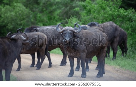 Similar – Foto Bild Buffalo Umwelt Natur