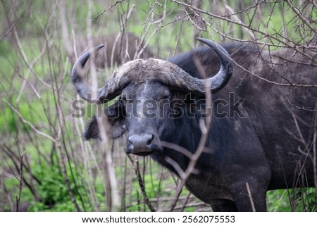 Similar – Foto Bild Buffalo Umwelt Natur