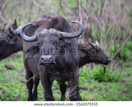 Similar – Foto Bild Buffalo Umwelt Natur