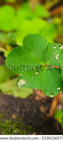 Similar – Image, Stock Photo Shamrock after the summer rain