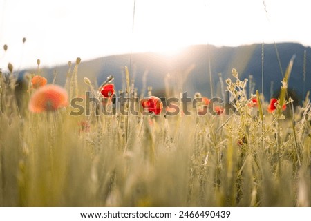 Similar – Image, Stock Photo Eine Wiese mit blühenden Kamillenblüten im Sonnenlicht.Der Fokus liegt auf einer einzelnen Blüte innerhalb der Wiese.