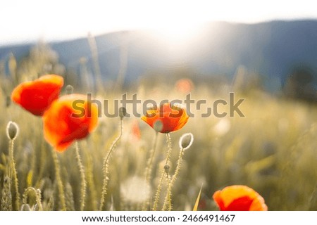 Similar – Image, Stock Photo Eine Wiese mit blühenden Kamillenblüten im Sonnenlicht.Der Fokus liegt auf einer einzelnen Blüte innerhalb der Wiese.