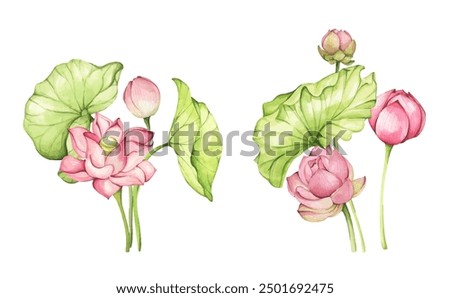 Lotus flowers. Watercolor illustration. Set of compositions with lotus. Chinese water lily. Design for the design of invitations, fabrics and other items.