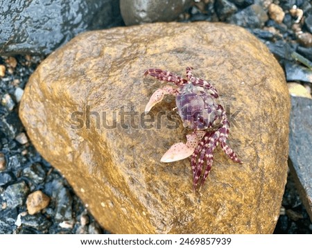 Similar – Image, Stock Photo Picturesque seaside with rocks at bright sunset